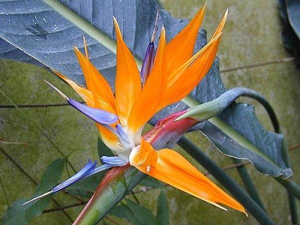 fleur d'oiseau de paradis