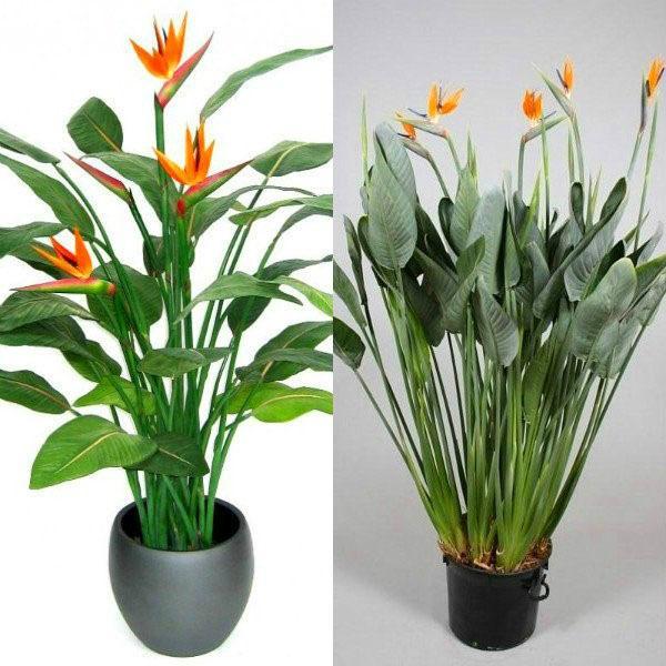 características del cuidado de la strelitzia