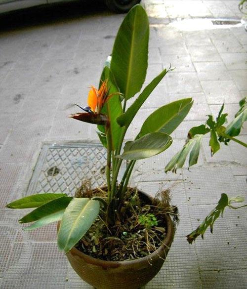 strelitzia en el patio