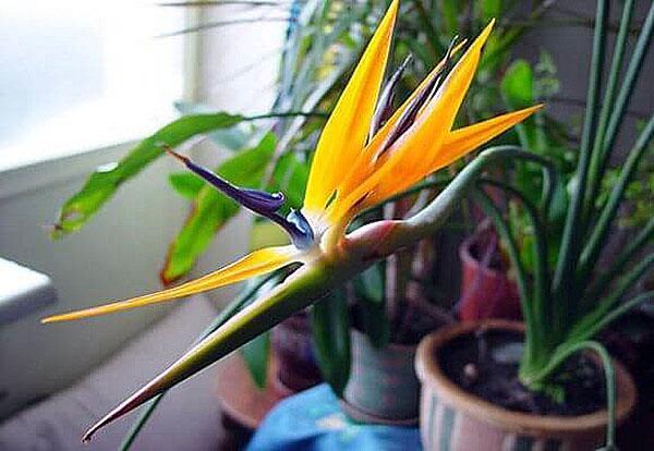 Strelitzia florece en condiciones favorables.