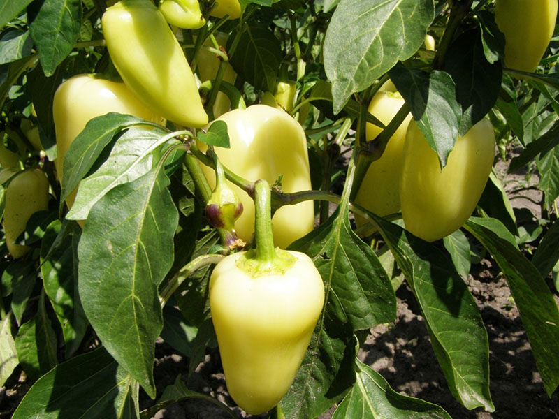 Selección de pimienta de Moldavia