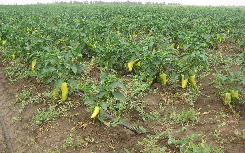 cultivo de pimientos Belozerka