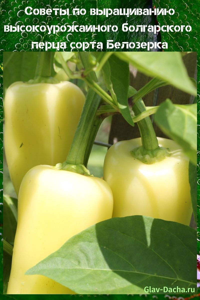 pimiento Belozerka