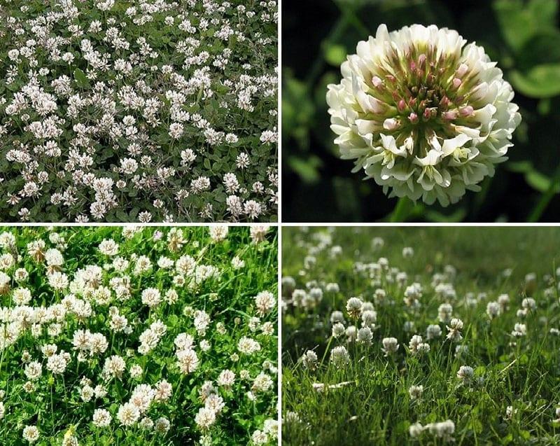 flores de trébol blanco