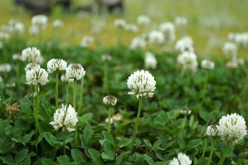 cuándo y cómo plantar trébol blanco para su césped