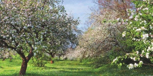 jardin à la campagne