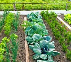 Plantas compatibles en el jardín