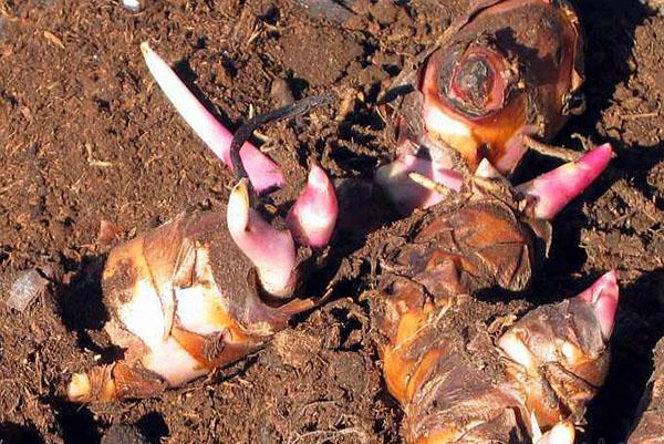 planter des tubercules de cannes en pleine terre