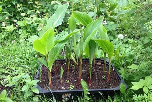 planter des cannes germées