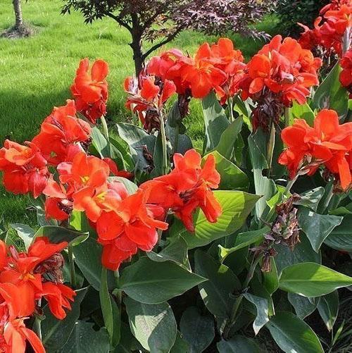 cannes fleurissent à la campagne parterre de fleurs