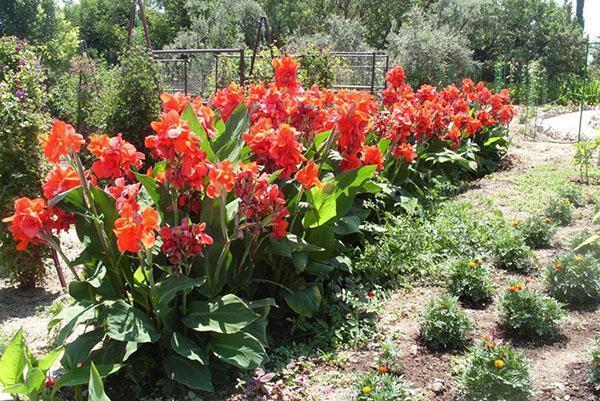 cannes dans le parterre de fleurs