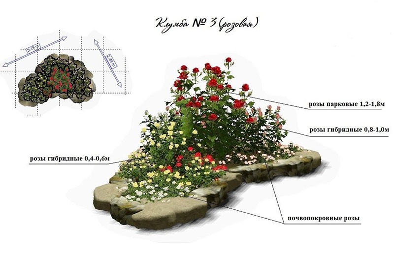 plan de roseraie sur papier