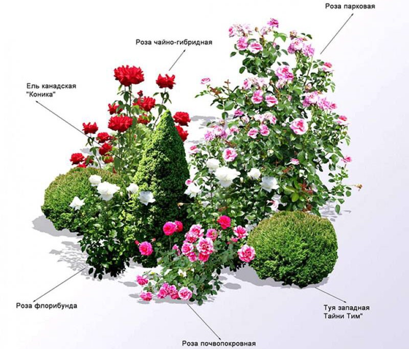 composition de différentes variétés de roses