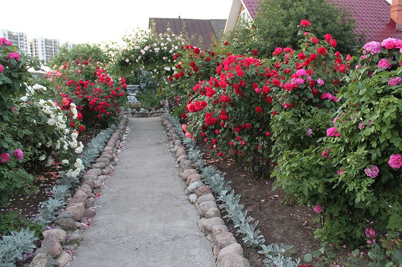 décoration de la banlieue avec des roses