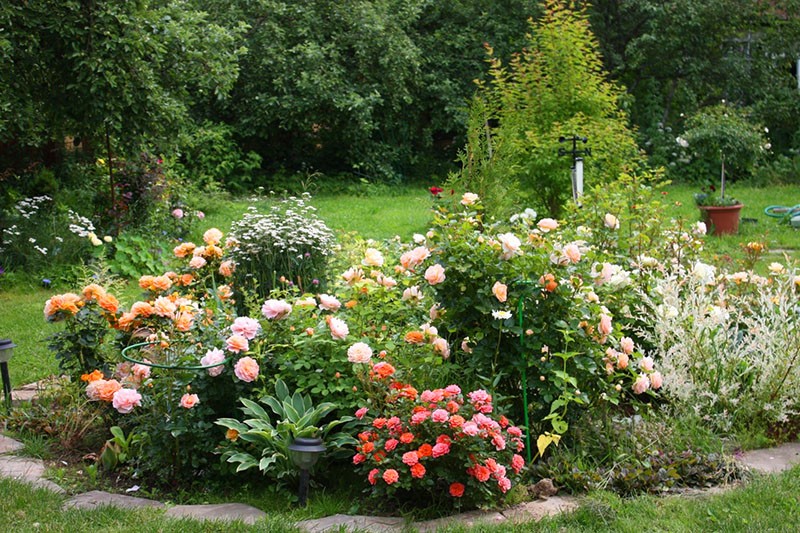 roses de différentes variétés dans la création d'une roseraie