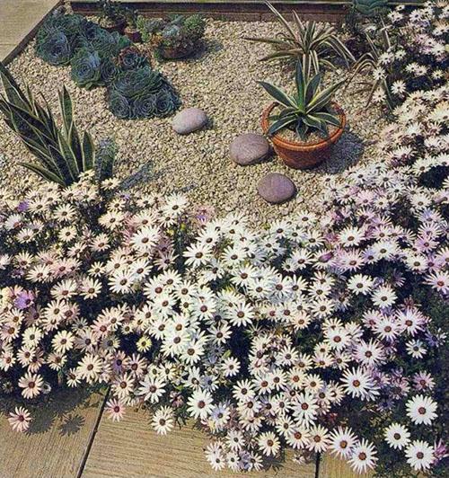 plantes tolérantes à la sécheresse dans le jardin