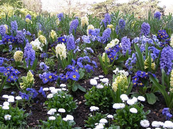 parterre de fleurs bleu et blanc