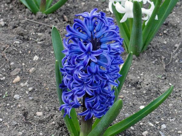príncipe arturo jacinto azul