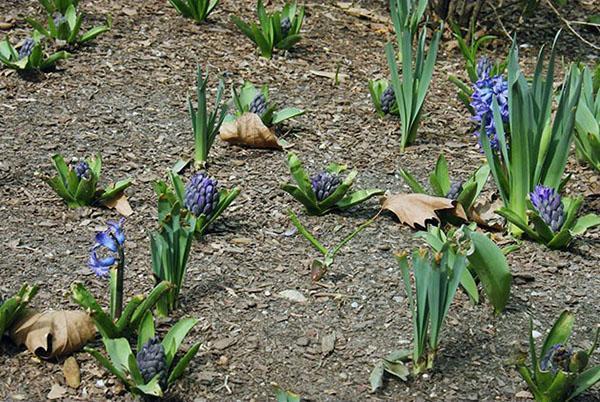 jacinthes au début du printemps