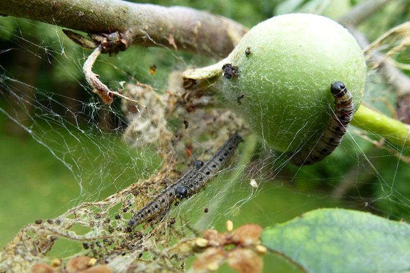 Daño de oruga al árbol frutal.