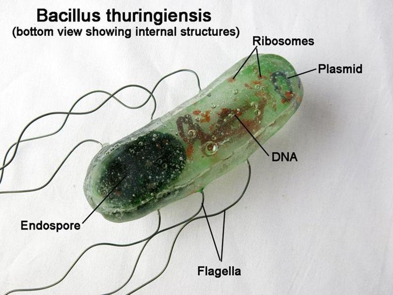 des cellules de bactéries de sérotype III Bacillus thuringiensis var. kurstaki