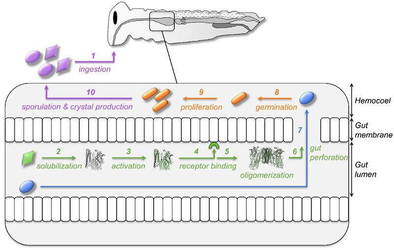 Action bioinsecticide