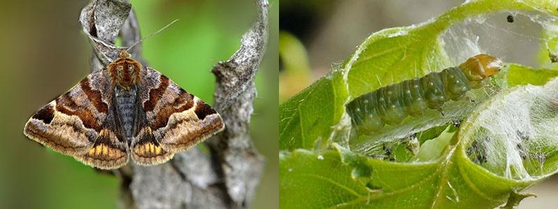 instructions pour l'utilisation de lépidocide de chenilles