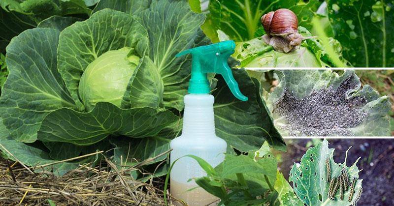 reglas de procesamiento de la planta