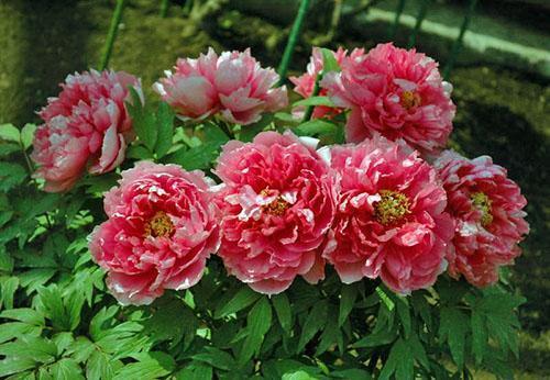 pivoines dans le jardin