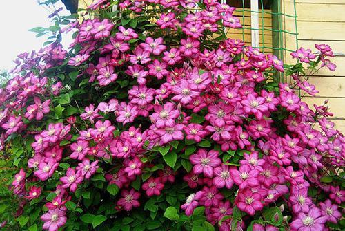 fleurs de clématites roses