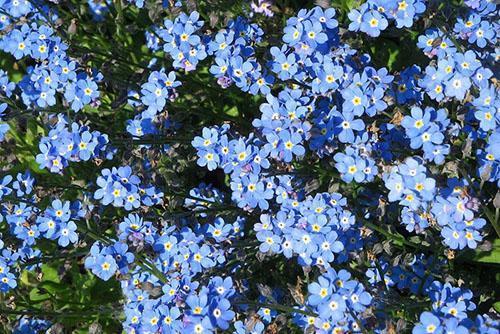 myosotis chinois