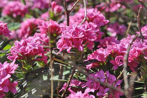 flores de arbustos ornamentales