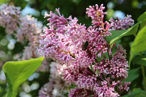 las lilas florecen