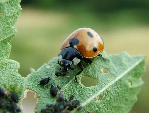 coccinelle