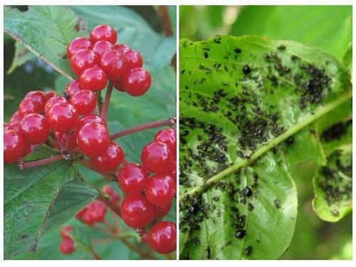 pulgón en viburnum