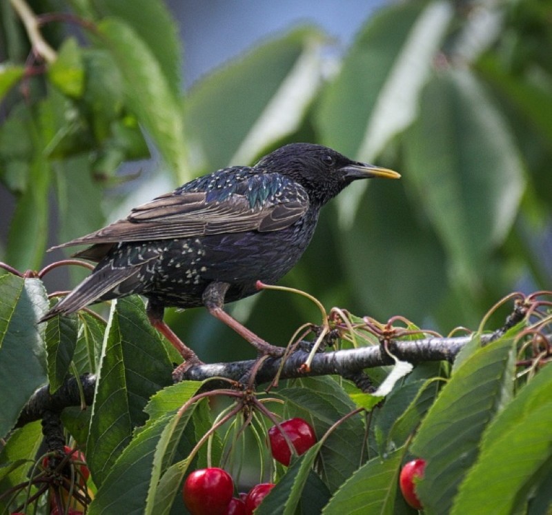 parasites étourneaux cerises