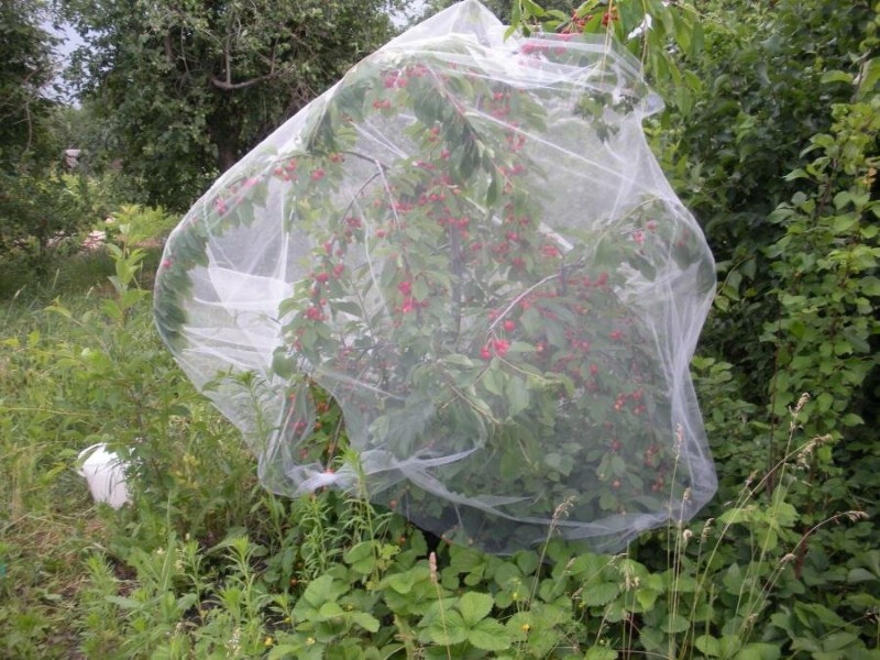 abri de cerises avec un filet d'étourneaux