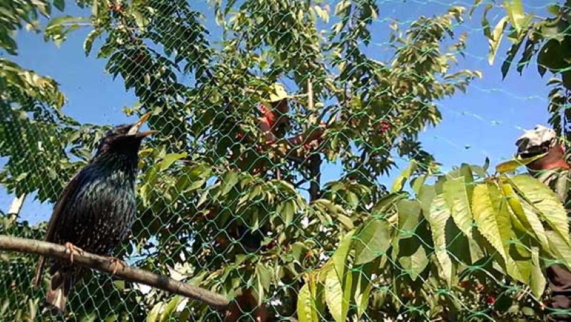 comment protéger les cerises des étourneaux