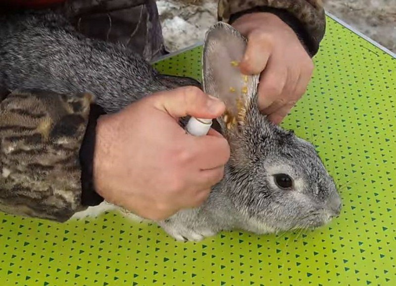 cómo tratar las llagas en los oídos en conejos