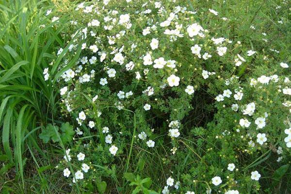 cinquefoil blanco para las articulaciones doloridas