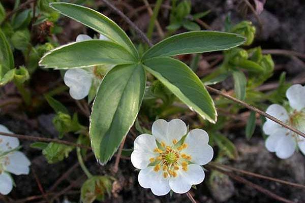 flores de cinquefoil