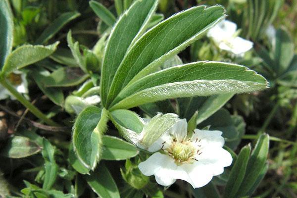 Terry follaje de Potentilla blanco