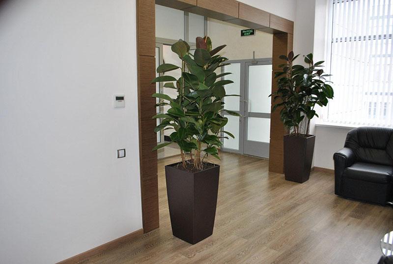 ficus en la oficina