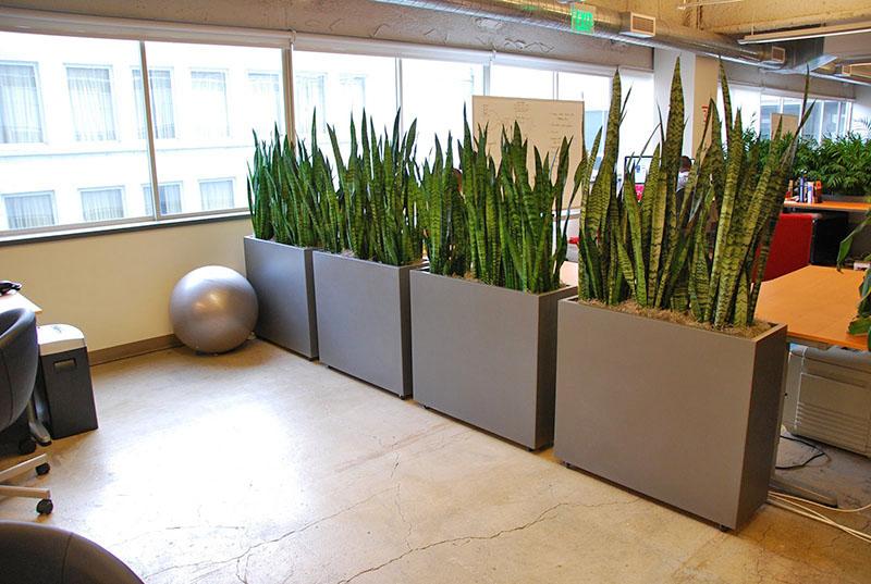 sansevieria en la oficina