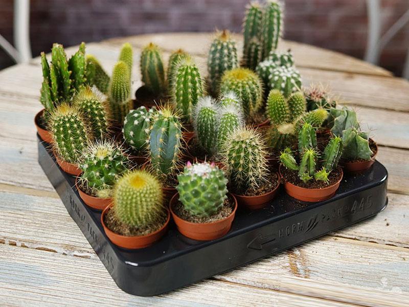 cactus pequeños