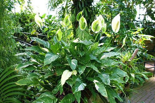 Spathiphyllum florece en el jardín de invierno, agradando los ojos