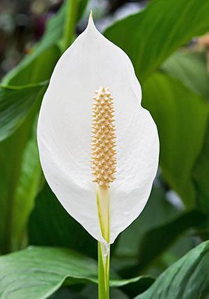Flor de spathiphyllum abierta