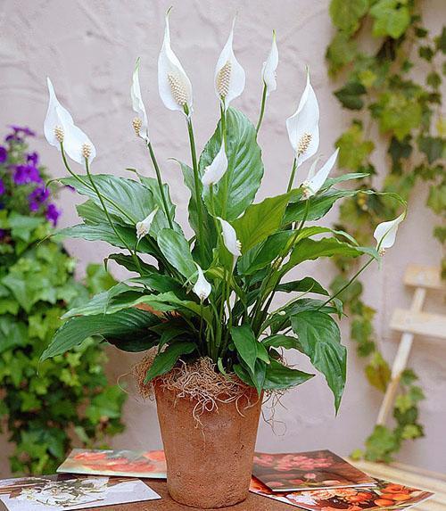 La abundante floración de spathiphyllum simboliza el bienestar en la casa.