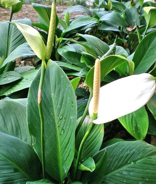 La planta necesita cuidados regulares.