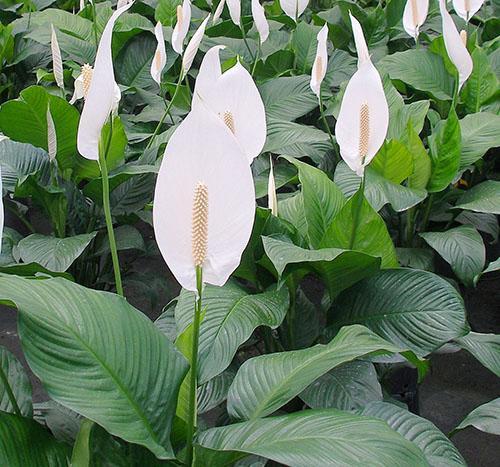 Spathiphyllum tiene diferentes concentraciones de compuestos peligrosos